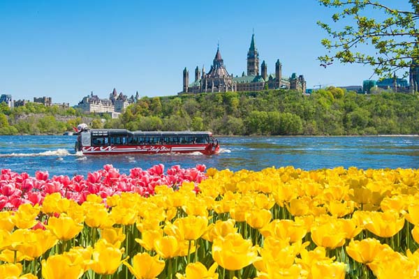 Lễ hội hoa Tulip Canada