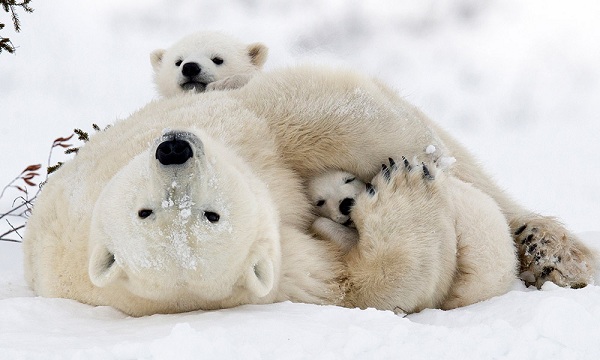 Nếu muốn được một lần tận mắt nhìn thấy các chú gấu Bắc cực bằng xương bằng thịt, hãy đến Churchill, Manitoba vào tháng 10 và 11.